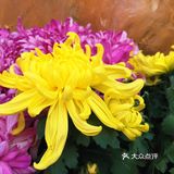 梅兰竹菊诗情画意——清风园（菊花盛开中）