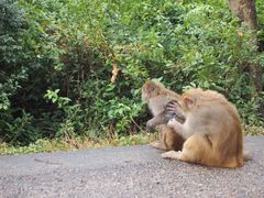 -狮子山郊野公园