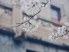 -武汉大学-樱园