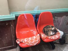 -猫咪博物馆(顶澳仔猫街店)