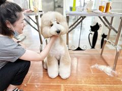 -鑫艺宠物美容培训学校