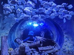 -成都浩海立方海洋公园