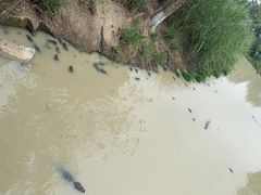-中国扬子鳄村