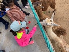 -西霞口神雕山野生动物世界