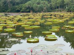 -中国科学院西双版纳热带植物园