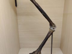 -正佳自然科学博物馆