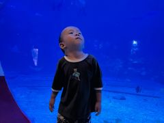 -烟台海昌鲸鲨海洋公园