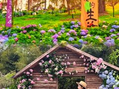 -天适樱花悠乐园