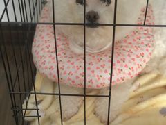 -艾贝尔宠物诊疗