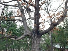 -北海道神宫