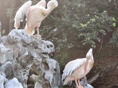 -合肥野生动物园