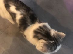 -Mr.Fox狐狸先生超级密室(南山店)