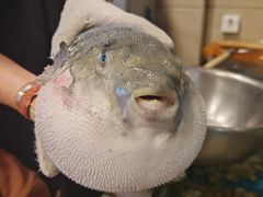 -天正河鲀·河豚亭(大连店)