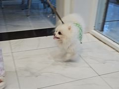 -艾吉宠物医院·疑难杂症转诊中心·猫友好(碧江路院)