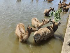 -宁波杭州湾国家湿地公园