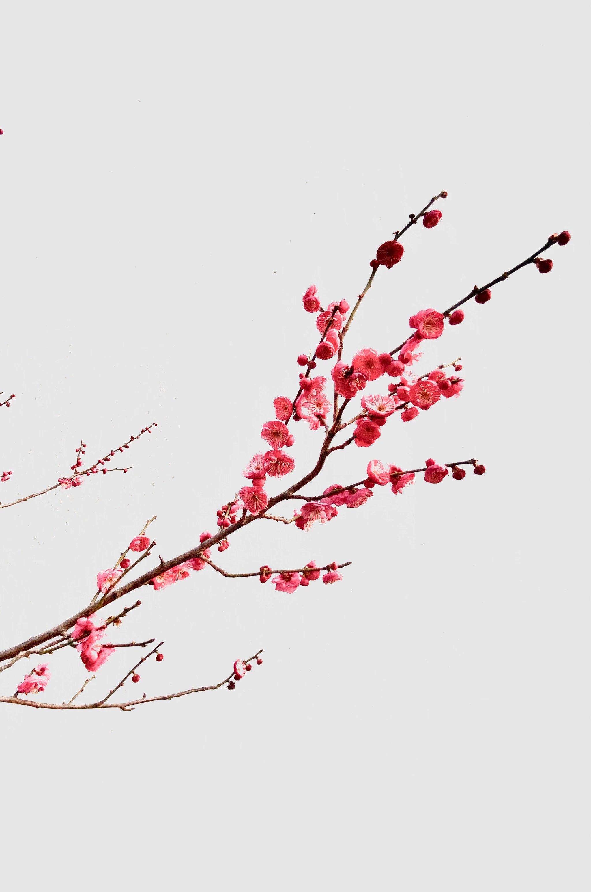 苏州新市桥东堍,护城河边梅花林,白墙红梅