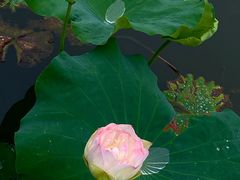 -荷塘月色湿地公园·向阳花洲