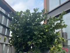 -浅深Cheersum(曹杨店)