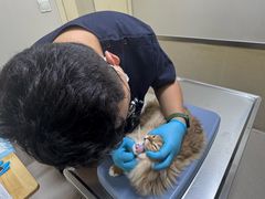 -爱妮康宠物医院·干细胞免疫细胞·肿瘤·心脏(张江店)