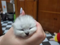 -乖乖宠物医院·猫科·急重症中心(车站北路分院)