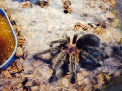 iphone_upload_pic-上海大自然野生昆虫馆