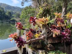 -深圳仙湖植物园