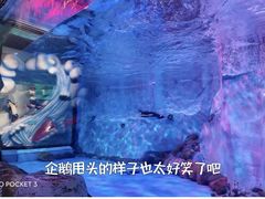 -芜湖新华联大白鲸海洋公园