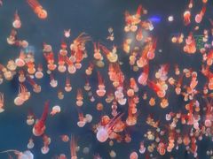 -石家庄极地海洋世界