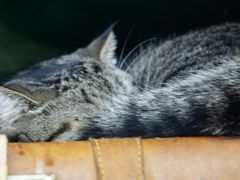 -猫咪博物馆(顶澳仔猫街店)