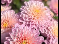 -中国天府农业博览园