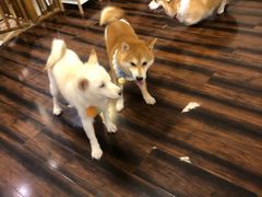 -豆柴町-柴犬主题狗咖(红鼎国际C座店)