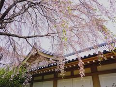 -醍醐寺