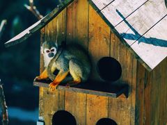 -西霞口神雕山野生动物世界