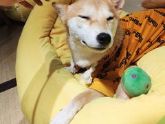 -逗柴咖啡屋·狗咖猫咖宠物桌游