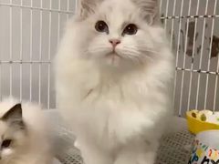 -柚子猫舍·精品猫舍购猫·猫咪认养·购宠·宠物店