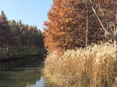 -溱湖国家湿地公园