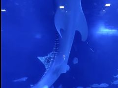 -烟台海昌鲸鲨海洋公园