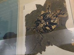 -安徽省地质博物馆
