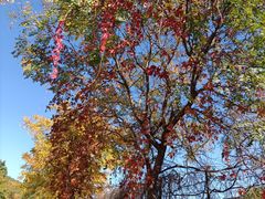 -北京西山国家森林公园