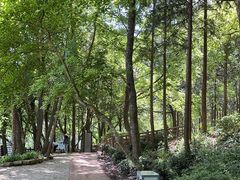 -广州市石门国家森林公园