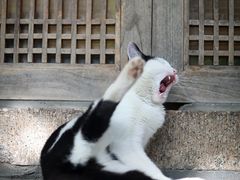 -龙华寺