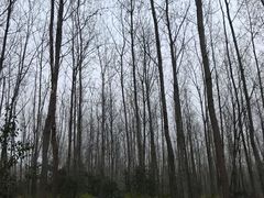 -合肥滨湖国家森林公园