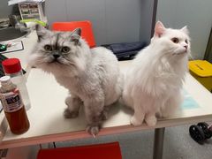 -伟伟宠物医院·瑞派猫友好医院·猫科(光谷店)