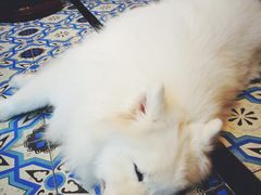 -more than meow吴止猫主题餐厅(承德 中船汇店)