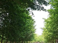 -长白岛森林公园