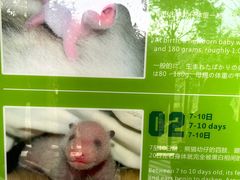 -中国大熊猫保护研究中心雅安碧峰峡基地