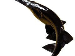 -鸿渡渔庄·特色鸭咀鱼