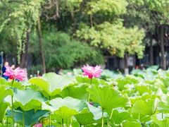 -四川大学(望江校区)