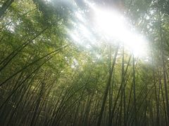 -天花井景区