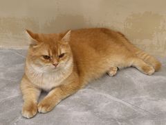 -猫力发电所·宠物专门店
